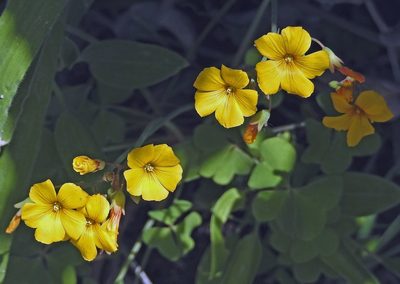 Oxalis valdiviensis, photographed by Hugo Hulsberg
