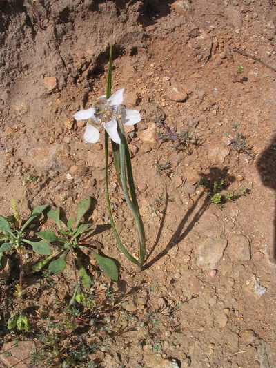 Tigridia arequipensis, photographed by cstobie