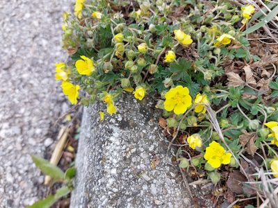 Potentilla verna, photographed by Tristan Haab