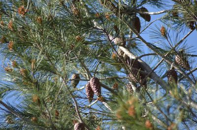 Pinus halepensis, photographed by Nico Hernandez