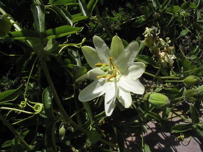 Passiflora peduncularis, photographed by cstobie