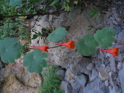 Tropaeolum tuberosum, photographed by cstobie