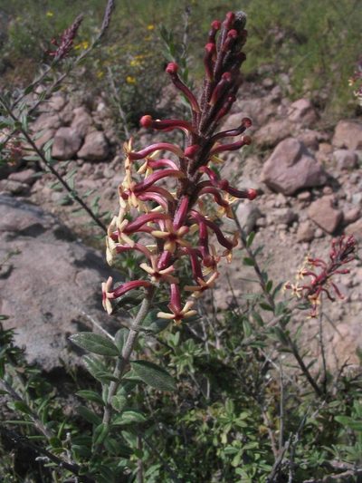 Mulguraea arequipensis, photographed by cstobie