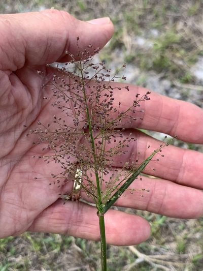 Dichanthelium erectifolium, photographed by Claire Herzog