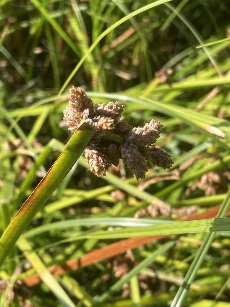 Schoenoplectus triqueter, photographed by Andre Hosper