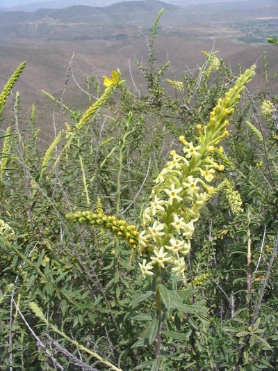 Mulguraea arequipensis, photographed by cstobie