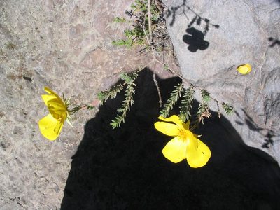 Balbisia verticillata, photographed by cstobie