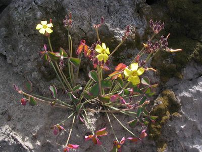 Oxalis megalorrhiza, photographed by cstobie