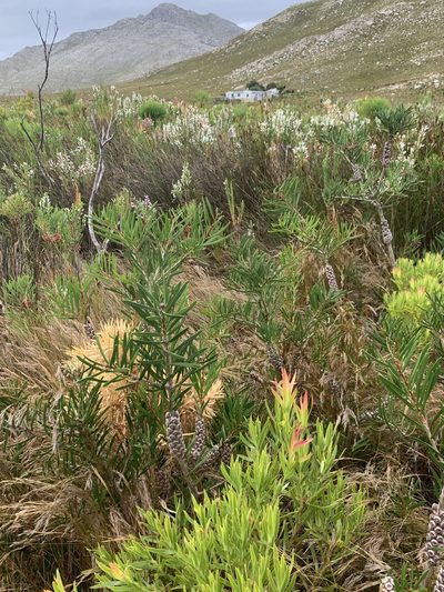 Melaleuca linearis, photographed by Dave Richardson