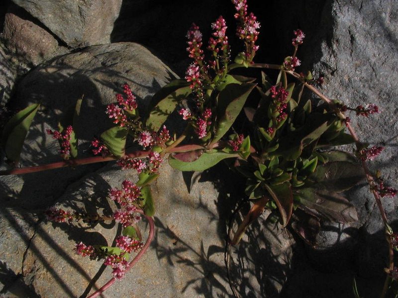 Anredera diffusa, photographed by cstobie