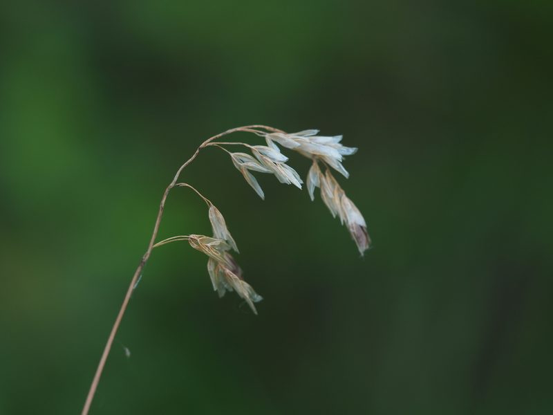 Anthoxanthum australe, photographed by carnifex