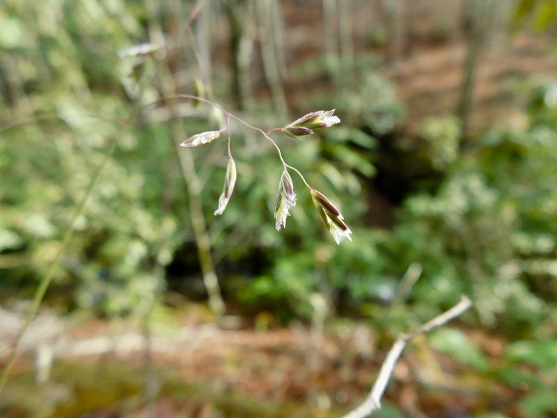 Poa cuspidata, photographed by Michael J. Papay