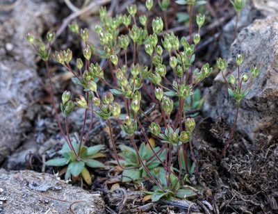 Androsace occidentalis, photographed by Andrew Tree