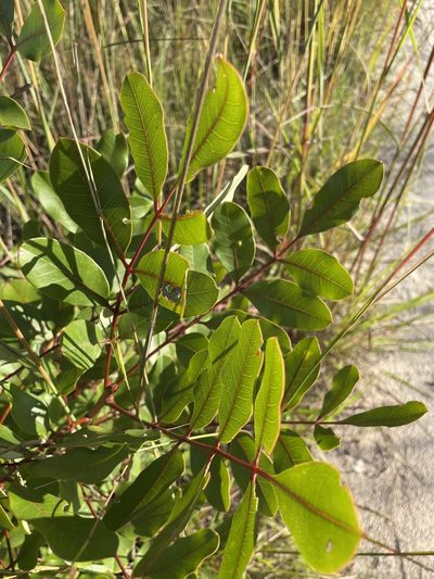 Ekebergia benguelensis, photographed by Robert Taylor