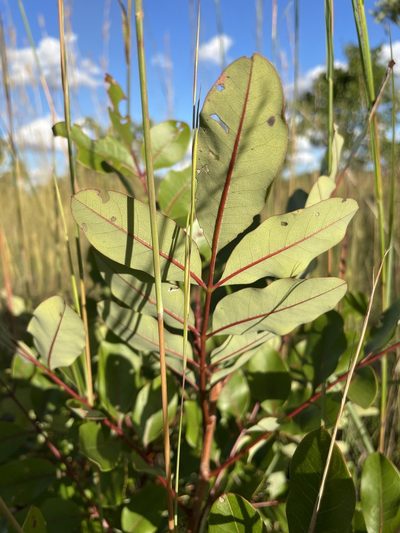 Ekebergia benguelensis, photographed by Robert Taylor
