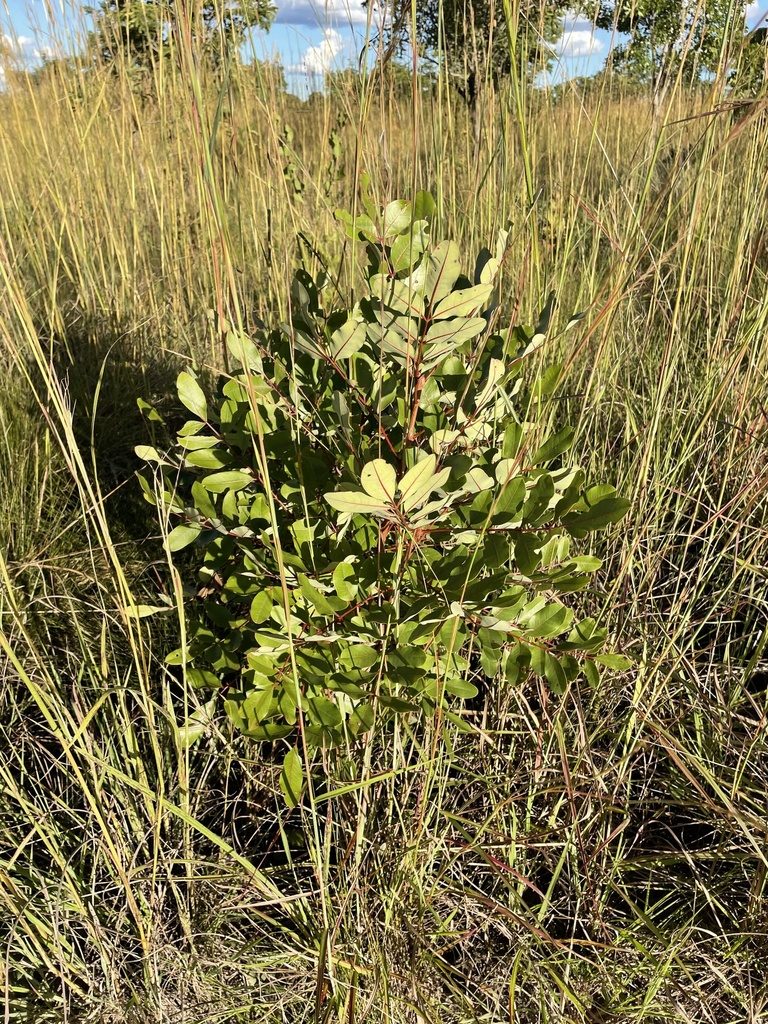 Ekebergia benguelensis, photographed by Robert Taylor