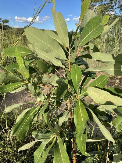 Terminalia brachystemma, photographed by Robert Taylor