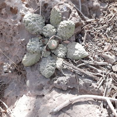 Jurinea berardioides, photographed by Mohammad Etemaddar