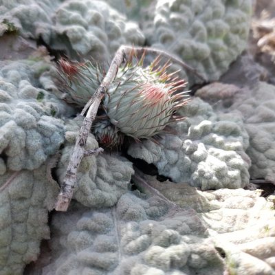 Jurinea berardioides, photographed by Mohammad Etemaddar