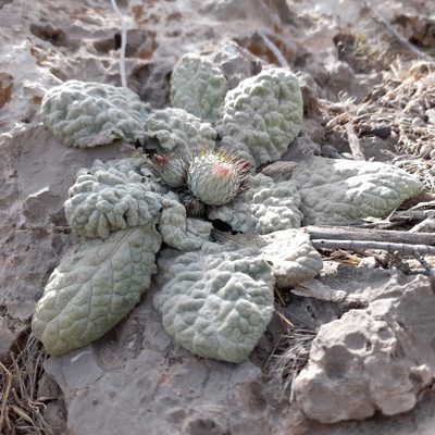 Jurinea berardioides, photographed by Mohammad Etemaddar
