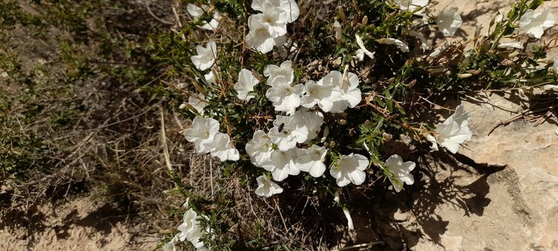 Convolvulus leiocalycinus, photographed by Mohammad Etemaddar