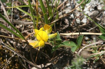 Argyrolobium biebersteinii, photographed by Oleg Kosterin