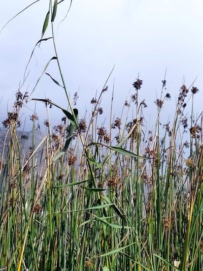 Schoenoplectus scirpoides, photographed by Kim Gordon