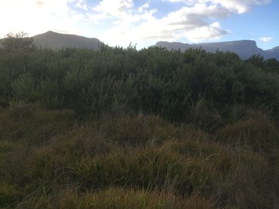 Searsia angustifolia, photographed by Tony Rebelo
