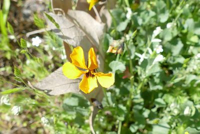 Viola pedunculata, photographed by Jonathan Curley