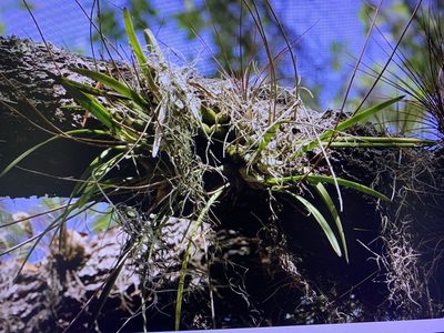 Encyclia tampensis, photographed by Claire Herzog