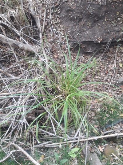 Carex excelsa, photographed by David Gutiérrez