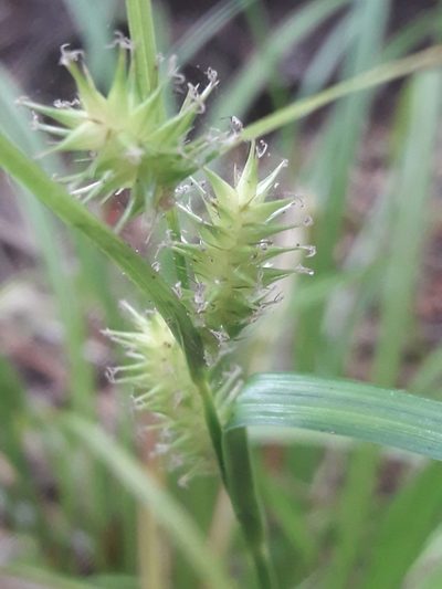 Carex excelsa, photographed by David Gutiérrez