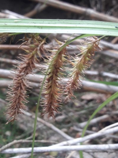 Carex excelsa, photographed by David Gutiérrez