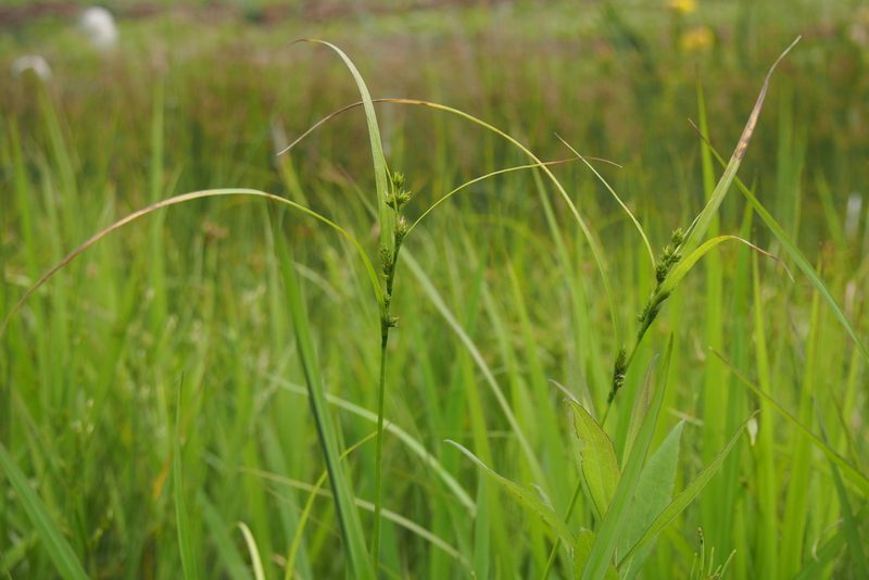 Carex gibba, photographed by harum.koh