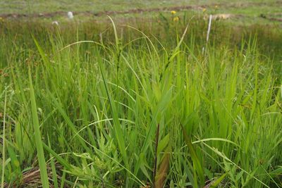 Carex gibba, photographed by harum.koh