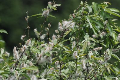 Salix fulvopubescens, photographed by Lin Scott