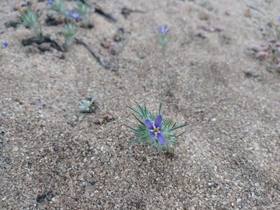 Eriastrum virgatum, photographed by Joshua Morris