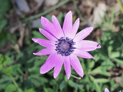 Anemone hortensis, photographed by Michael Knapp