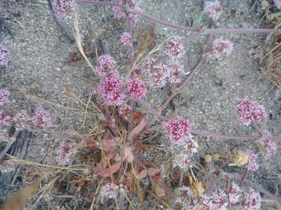 Chorizanthe pungens, photographed by Joshua Morris
