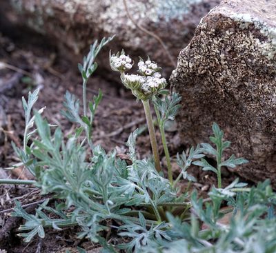 Lomatium nevadense, photographed by Andrew Tree