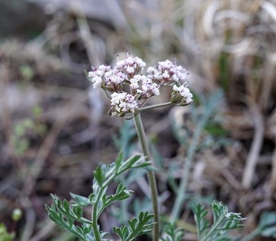 Lomatium nevadense, photographed by Andrew Tree