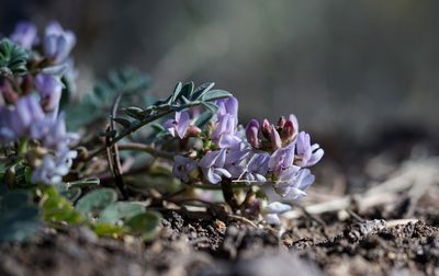 Astragalus cobrensis, photographed by Andrew Tree