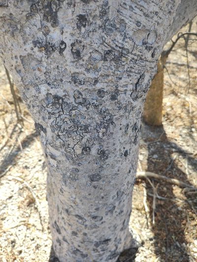 Bursera filicifolia, photographed by Abraham Sánchez Romero