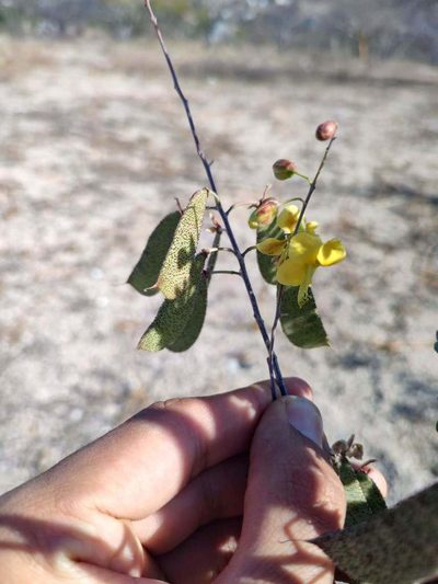 Erythrostemon placidus, photographed by Abraham Sánchez Romero