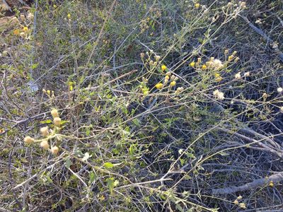 Bebbia atriplicifolia, photographed by Abraham Sánchez Romero