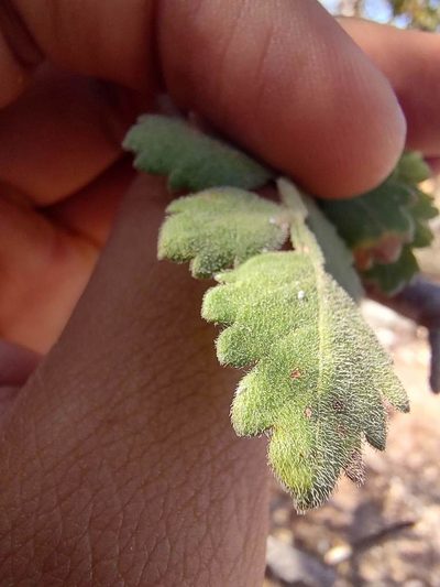 Bursera filicifolia, photographed by Abraham Sánchez Romero