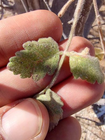 Bursera filicifolia, photographed by Abraham Sánchez Romero