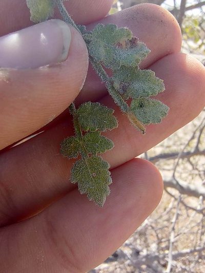 Bursera filicifolia, photographed by Abraham Sánchez Romero