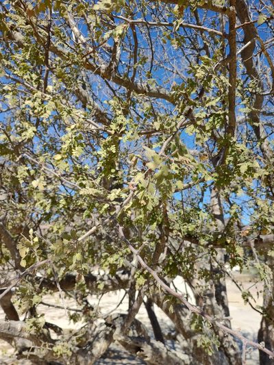 Bursera filicifolia, photographed by Abraham Sánchez Romero