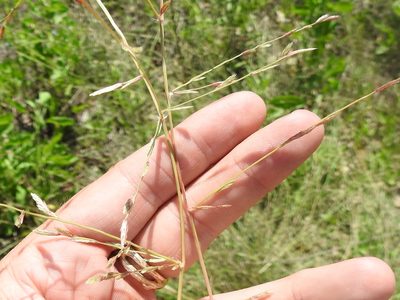 Eragrostis sessilispica, photographed by Sam Kieschnick